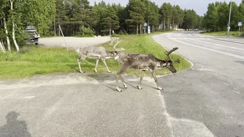 Reindeer walking in an urban setting. Stock Footage 340335468