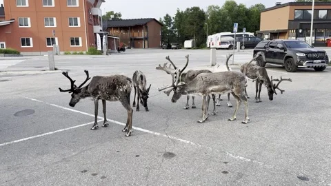 Reindeer walking in an urban setting. Stock Footage 340335964