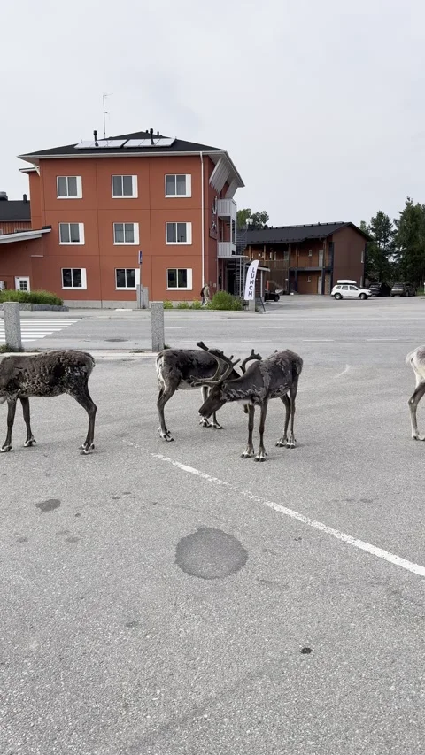 Reindeer walking in an urban setting. Stock Footage 340335965