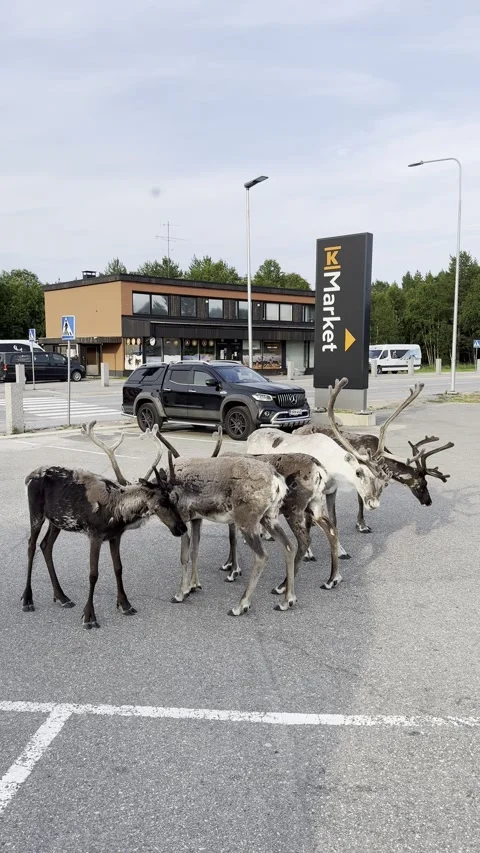 Reindeer walking in an urban setting. Stock Footage 340336023