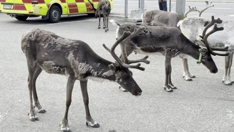 Reindeer walking in an urban setting. Stock Footage 340336169