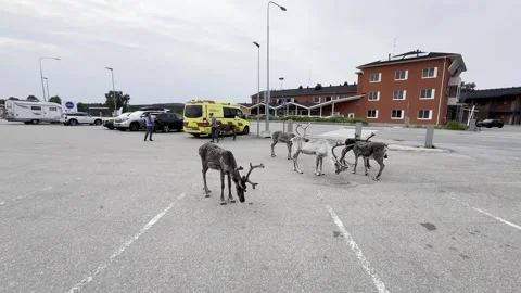 Reindeer walking in an urban setting. Stock Footage 340336178