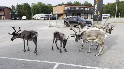Reindeer walking in an urban setting. Stock Footage 340340005