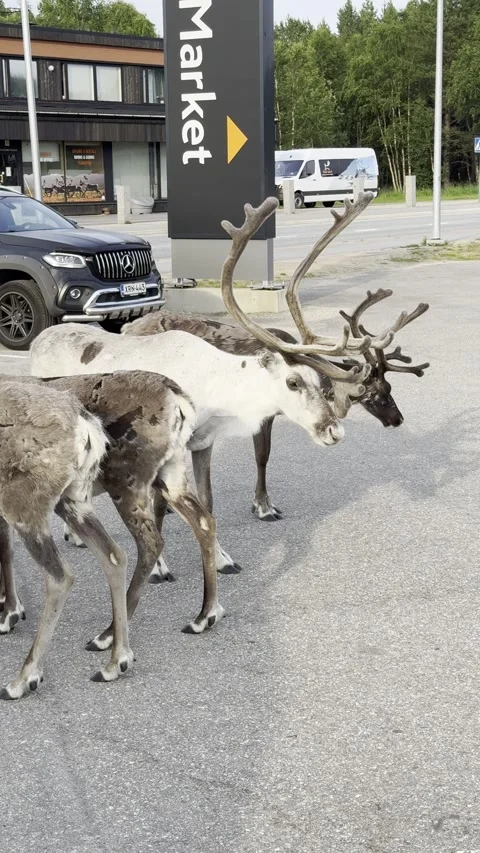 Reindeer walking in an urban setting. Stock Footage 340340037
