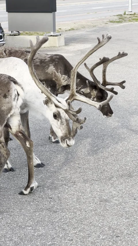 Reindeer walking in an urban setting. Stock Footage 340340054