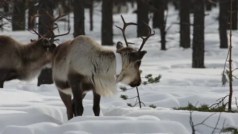 A reindeer walks to a small pine sapling to rub its antlers against it in winter Stock Footage 236649371
