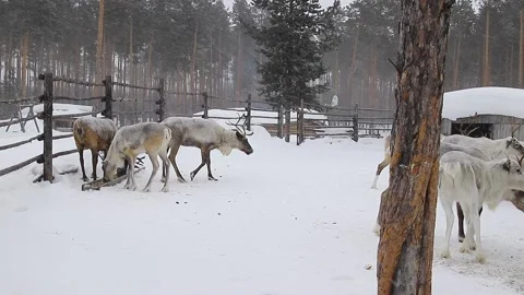 Reindeer in winter. Stock Footage 171664431