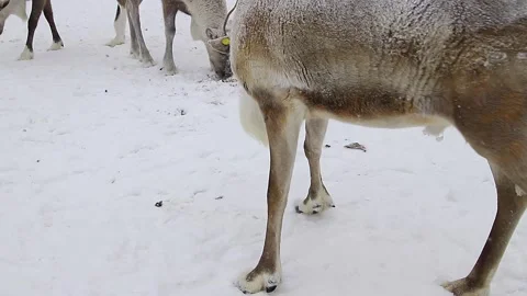 Reindeer in winter. Stock Footage 171672712