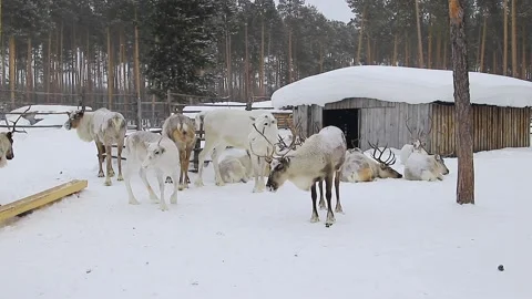 Reindeer in winter. Stock Footage 171672798