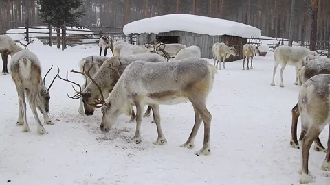 Reindeer in winter. Stock Footage 171672857