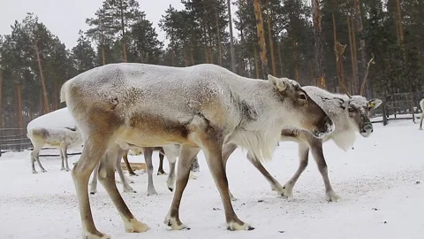 Reindeer in winter. Stock Footage 171672983