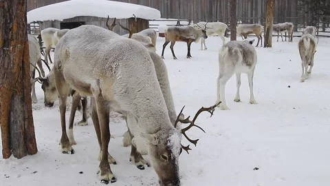 Reindeer in winter. Stock Footage 171810072