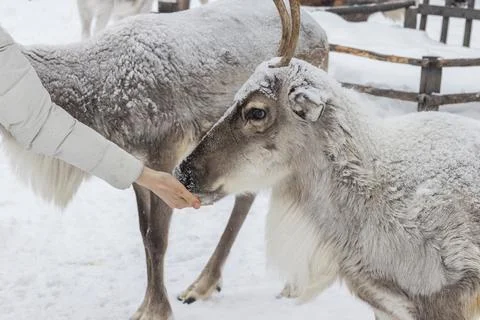 Reindeer in winter. Stock Photos