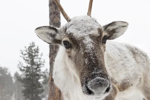 Reindeer in winter. Stock Photos