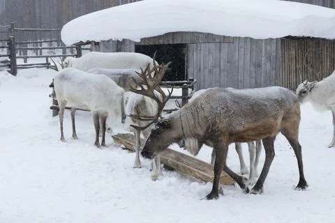 Reindeer in winter. Stock Photos