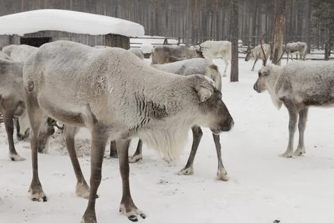 Reindeer in winter. Stock Photos