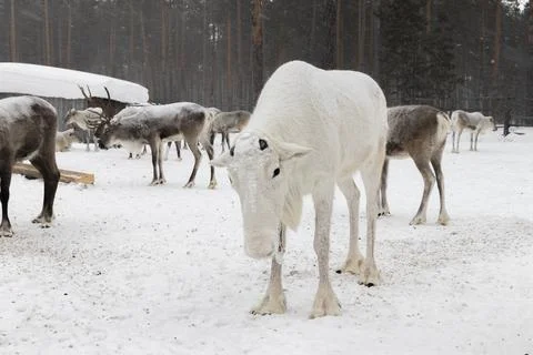 Reindeer in winter. Stock Photos