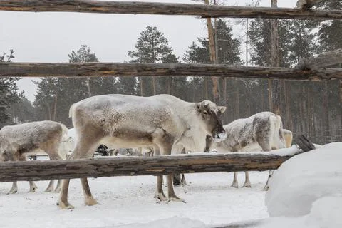 Reindeer in winter. Stock Photos