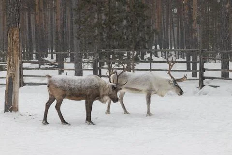 Reindeer in winter. Stock Photos