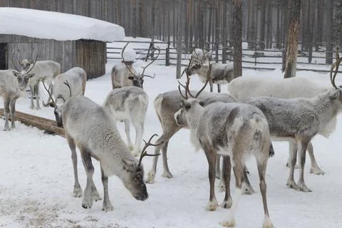 Reindeer in winter. Stock Photos
