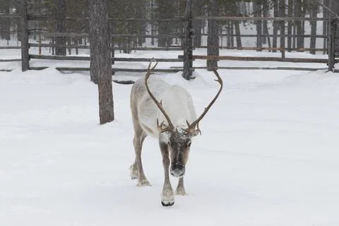 Reindeer in winter. Stock Photos