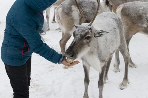 Reindeer in winter. Stock Photos