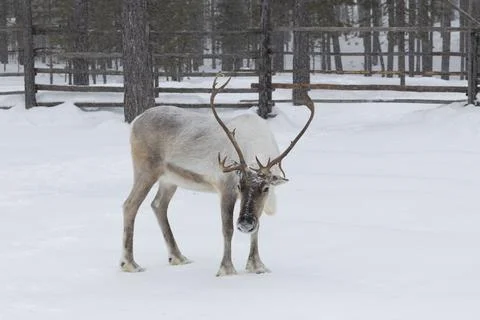 Reindeer in winter. Stock Photos