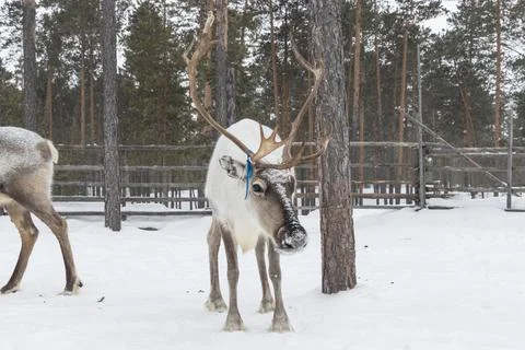 Reindeer in winter. Stock Photos