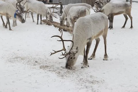Reindeer in winter. Stock Photos