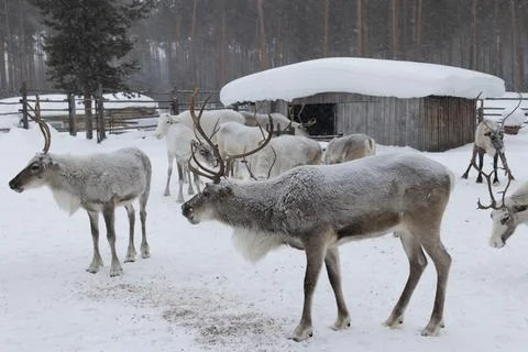 Reindeer in winter. Stock Photos