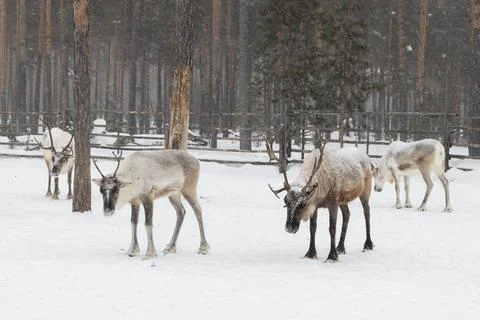 Reindeer in winter. Stock Photos