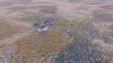 Reindeer2 Video stock 94341839