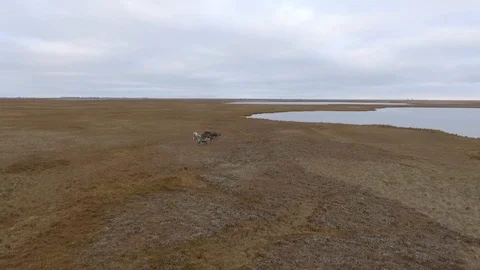 Reindeer3 Video stock 94342011