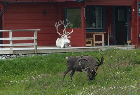 Reindeer7 写真素材
