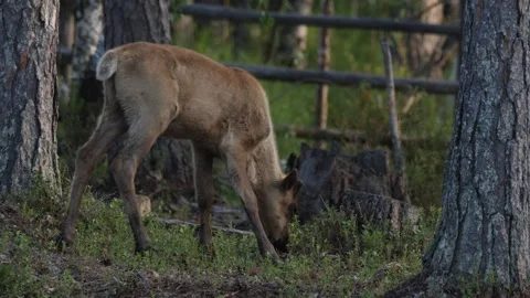Reindeer(caribou) calf eats in the camp Video stock 280844379