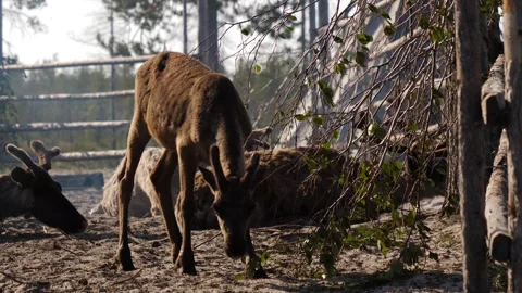 Reindeer(caribou) calf eats the tree leaves in camp Stock Footage 281331193