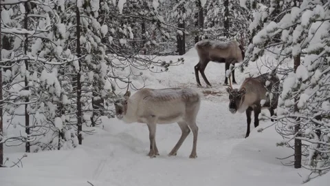 Reindeerforest Stock Footage 141144318