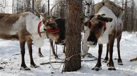 Reindeers 1 Stock Footage 35363759