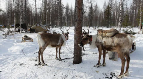 Reindeers 10 Stock Footage 35364396