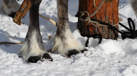 Reindeers 11 Stock Footage 35364504