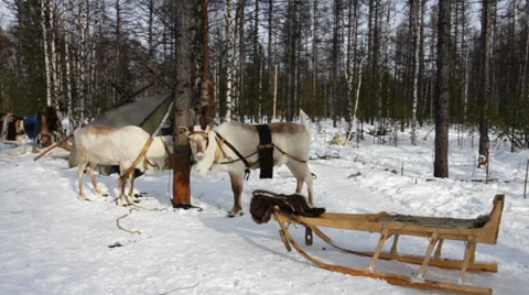 Reindeers 12 Stock Footage 35365578