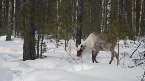 Reindeers 15 Video stock 35365155