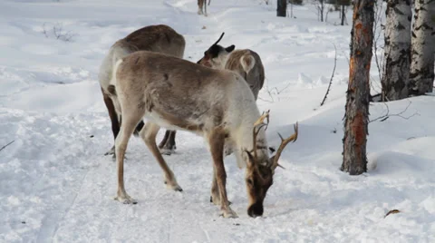 Reindeers 17 Video stock 35366043