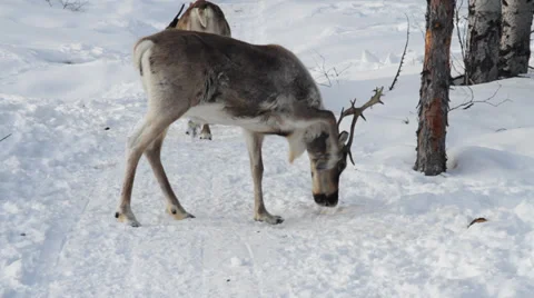 Reindeers 18 Stock Footage 35365825