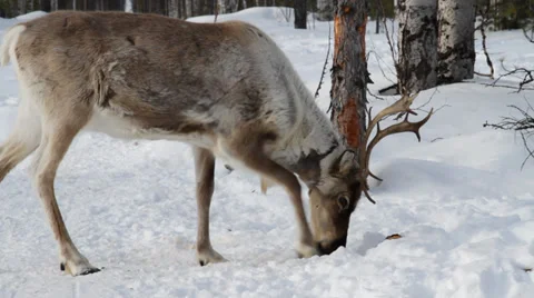 Reindeers 19 Stock Footage 35366060