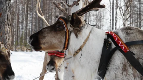 Reindeers 2 Stock Footage 35363671