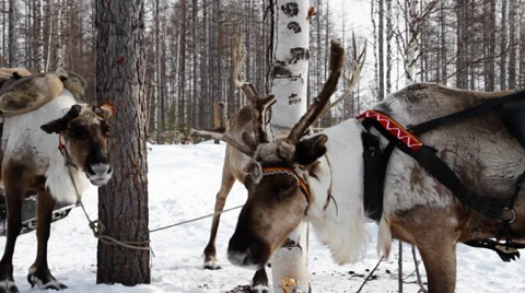Reindeers 3 Stock-Footage 35363745