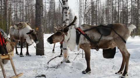 Reindeers 4 Video stock 35363730