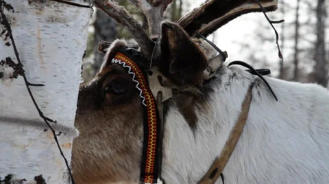 Reindeers 5 Stock Footage 35363781