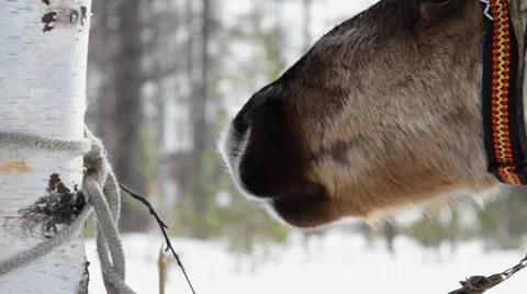 Reindeers 6 Stock Footage 35364225